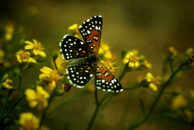 Lange's metalmark butterfly, endemic to Northern California's Antioch Dunes National Wildlife Refuge
