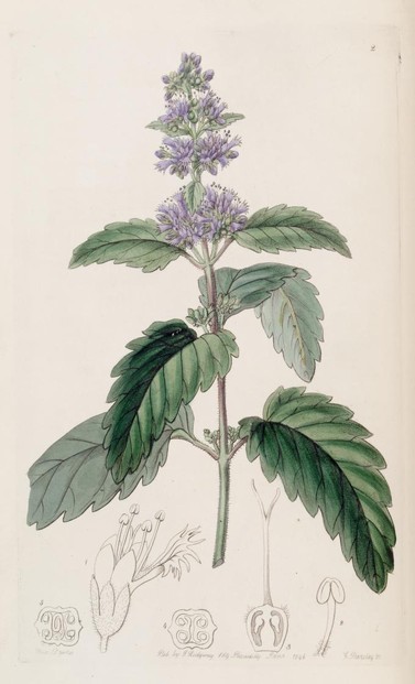 Mastacanthus sinensis (former synonym of Caryopteris mastacanthus): illustration by Sarah Ann Drake