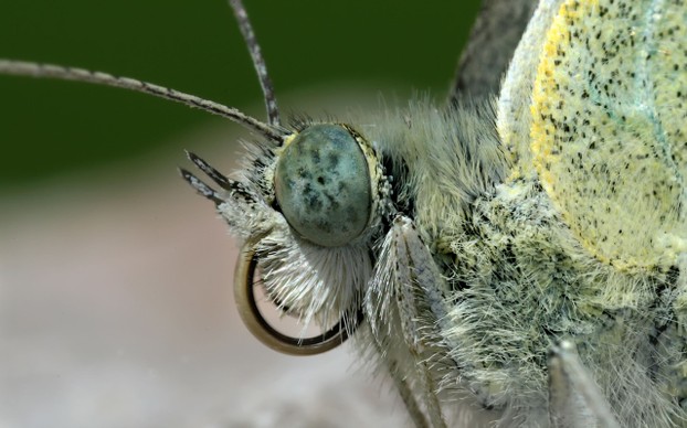 closeup of antennae, left eye, labial palpi and proboscis of Pieris rapae