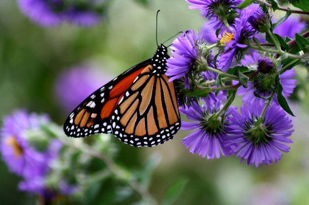 New England asters attract butterflies, such as Pieris rapae and monarchs (Danaus plexippus)