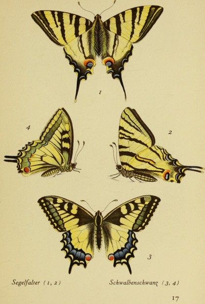 J. Hübner, Das kleine Schmetterlingsbuch (1934), page 17; illustration from J. Hübner, Sammlung europäischer Schmetterlinge (1805)