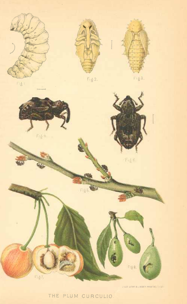 C.V. Riley and L.O. Howard, "The Plum Curculio." Report of the Commissioner of Agriculture, 1888: Plate I, between pages 144-145