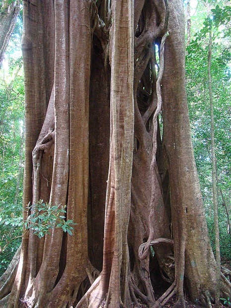 strangler vine (Ficus tuerckheimerii), Monteverde Cloud Forest Reserve, northwest Costa Rica
