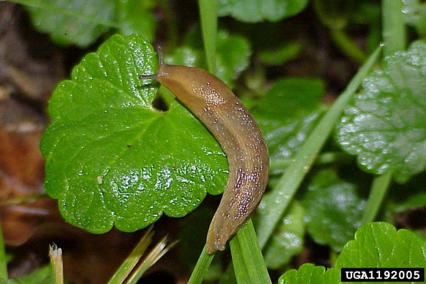 French malacologist Jacques Philippe Raymond Draparnaud (June 3, 1772–1804) gave scientific name to dusky slug in 1805.