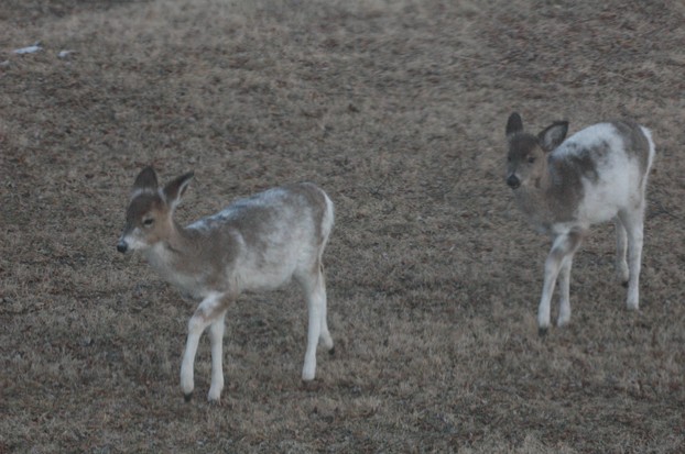 piebald whitetails in field, National Conservation Training Center