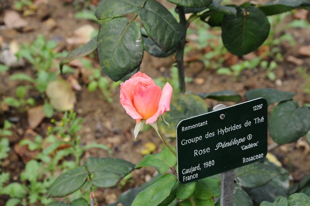 La Roseraie du Jardin des Plantes, Paris, France