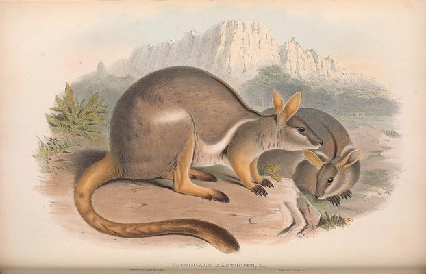 John Gould, Mammals of Australia (1863), Vol. II, Plate 44
