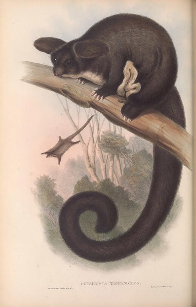 John Gould, Mammals of Australia, vol. I, Plate 22