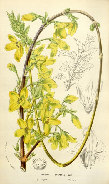 Forsythia suspensa fruit's seed pod, Fig. 3 (lower left); L. Van Houtte, Flore des Serres, tome 12 (1857), opp. p. 134