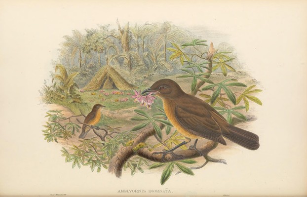 The Birds of New Guinea and the Adjacent Papuan islands (1875-1888), vol. I