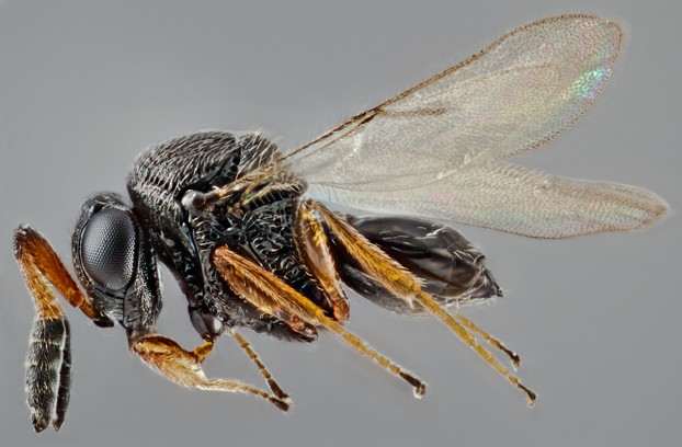 female parasitoid wasp (Trissolcus mitsukurii) from Asia; USDA Jan. 23, 2013, photo by Steve Valley