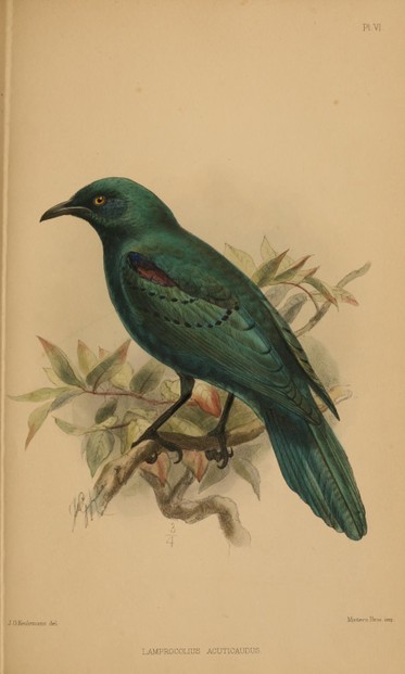 J.V. Barboza du Bocage, Ornithologie d'Angola (1877), Plate VI