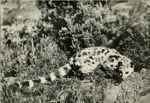 F.W. Fitzsimons, The Natural History of South Africa: Mammals (1919), Vol. II, opp. p. 6