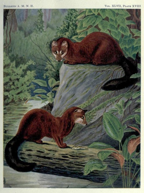 Bulletin of the American Museum of Natural History, vol. XLVII, Art. III (April 11, 1924), Plate XVIII