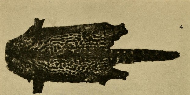 R.I. Pocock, Report Upon a Small Collection, Proceedings of Zoological Society of London (Nov. 26, 1907), Pl. LIV Fig. 4, opp. p. 1037