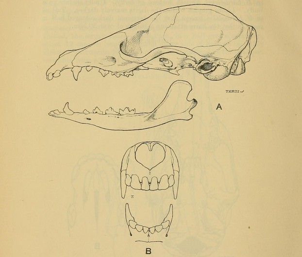 Proceedings of General Meetings for Scientific Business of the Zoological Society of London, Part II (June 1912), Fig. 63, p. 502