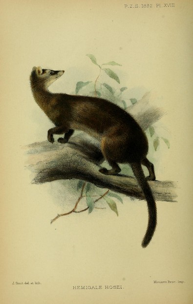 Proceedings of the General Meetings of the Zoological Society of London (March 15, 1892), Plate XVIII, between pp. 220-2