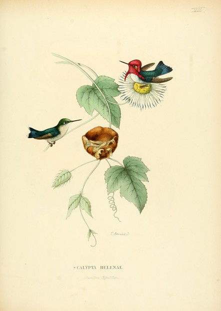 E. Mulsant et Edouard Verreaux, Histoire naturelle des oiseaux-mouches, Supplement (1874-1877), Plate VII