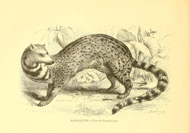 J.G. Wood, The Illustrated Natural History, vol. I Mammalia (1859), p. 232