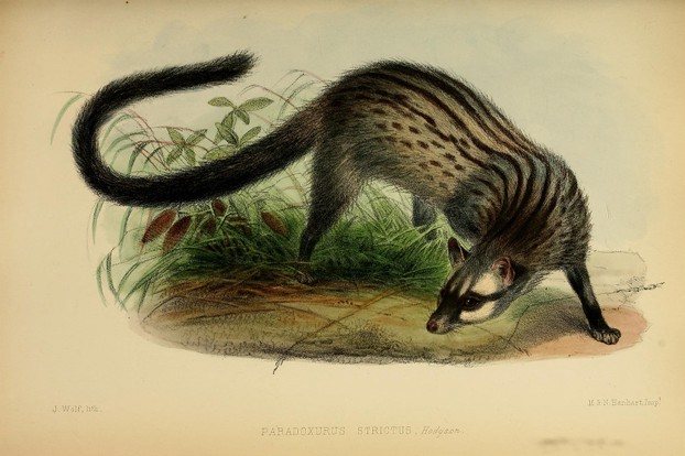 Proceedings of the Zoological Society of London. Illustrations 1848-1860, Vol. I Mammalia Plates I-LXXXIII, Plate XLVII