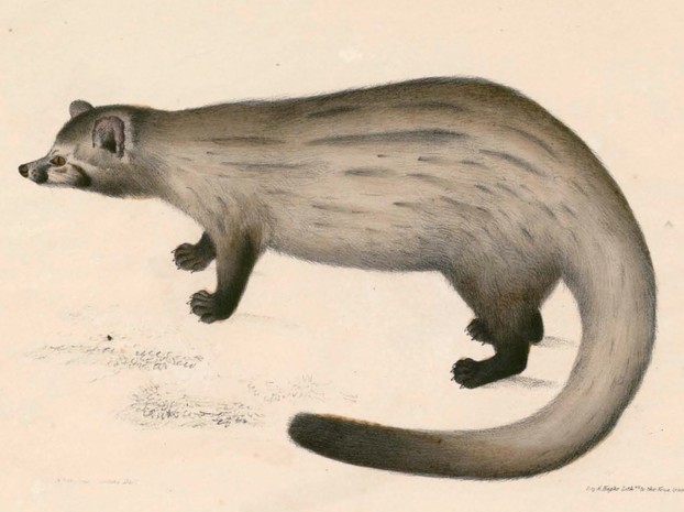 J.E. Gray, Illustrations of Indian Zoology, Vol. II (1833-1834), Plate 12