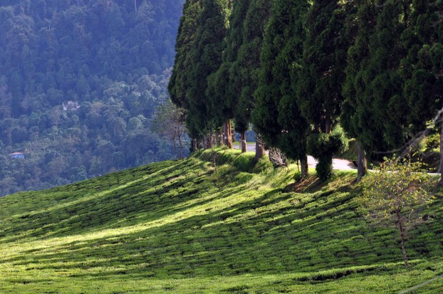 Ravangla, South Sikkim district, Sikkim state, northeastern India