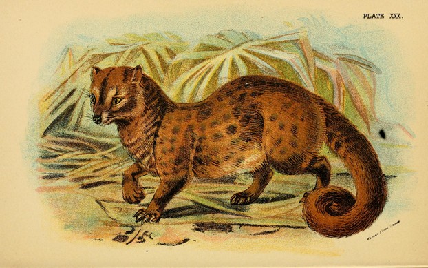 R. Lydekker, A Hand-Book to the Carnivora, Part I Cats, Civets, and Mungooses (1896), opp. p. 235