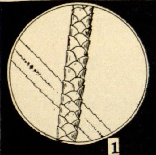 The American Naturalist, vol. LIV, no. 635 (November-December 1920), Plate I Figure 1, p. 498