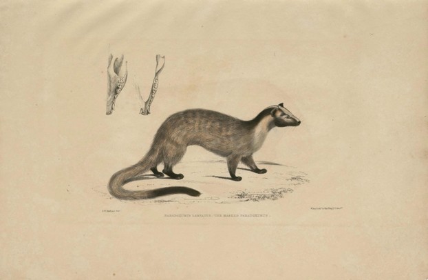 John Edward Gray, Illustrations of Indian Zoology, Vol. II (1833-1834), Plate 11