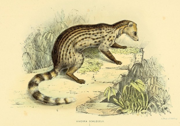 F.P.L. Pollen and D.C. van Dam. Recherches sur la faune de Madagascar, 2ème partie (1868), Plate 10