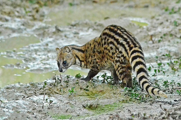 small Indian civet (Viverricula indica); Silchar, Cachar district, southernmost Assam state, northeastern India