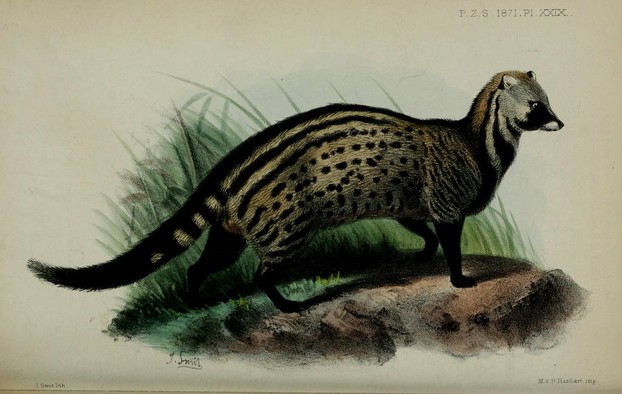 Proceedings of the Scientific Meetings of the Zoological Society of London 1871 (April 18), Plate XXIX, opp. p. 299