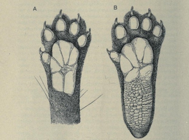 Bulletin of the American Museum of Natural History, vol. XLVII, Art. III (April 11, 1924), Figure 38, p. 152