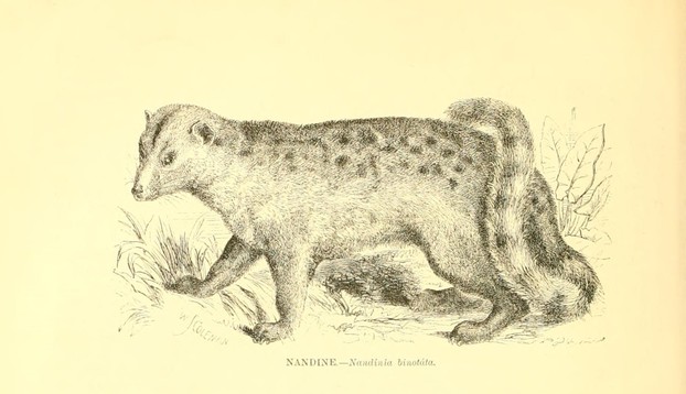 J.G. Wood, The Illustrated Natural History, Vol. I Mammalia (1859), p. 244