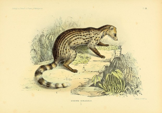 F.P.L. Pollen and D.C. van Dam. Recherches sur la faune de Madagascar, 2ème partie (1868), Plate 10