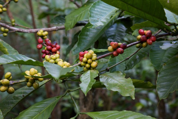 Coffea cherries; Bali, Maritime Southeast Asia, Indonesia