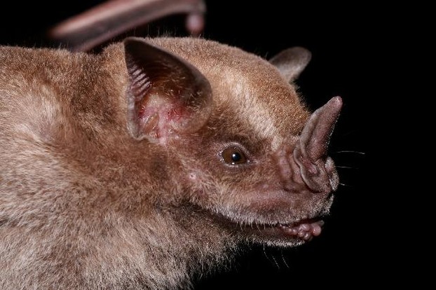 Jamaican fruit bats belong to family of New World leaf-nosed bats, with characteristic leaf-like protrusions on their snouts.