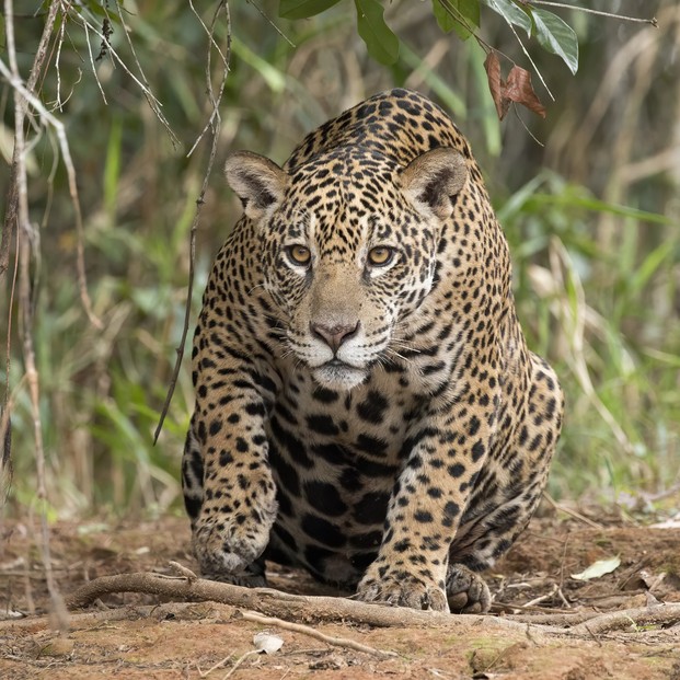 female Pantanal jaguar; Piquiri River, The Pantanal, Mato Grosso State, West Central Region, Brazil