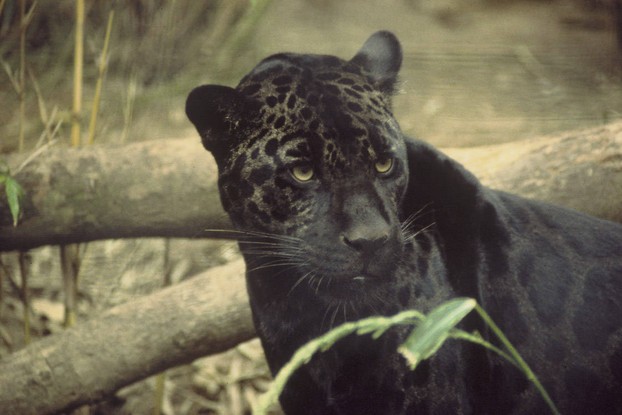 Melanistic jaguars retain their spots.