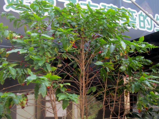 A coffee tree grows in Taiwan's oldest city, Tainan.
