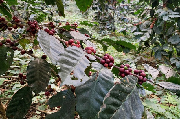 Catimor Arabica coffee cherries, Northern Thailand