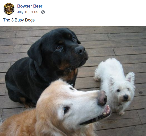 the original three busy dogs: Chewy, Golden Retriever; Dax, Rottweiler (Rottie); Casey, West Highland White Terrier Dog