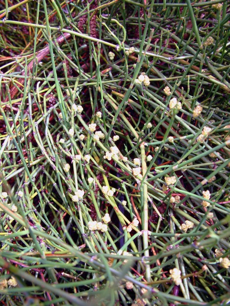 Ephedra sinica has female and male plants, distinguished by female flower's smooth cones and male flower's anther-arrayed cones.