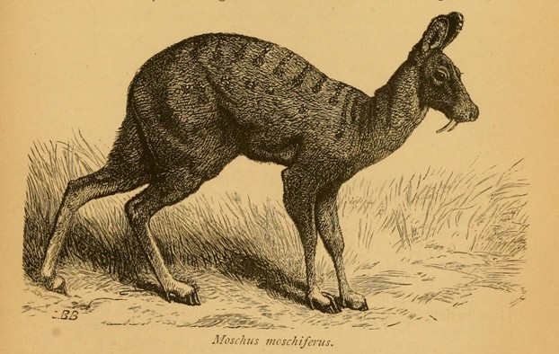 R.A. Sterndale, Natural History of the Mammalia of India and Ceylon (1884), p. 493
