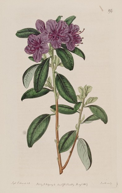 The Botanical Register, Vol. III (1817), Plate 194