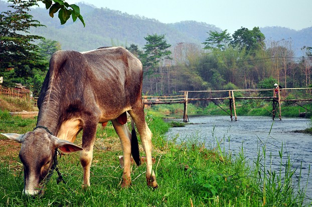 Pai River at Pai, Mae Hong Son province, upper northwestern Thailand