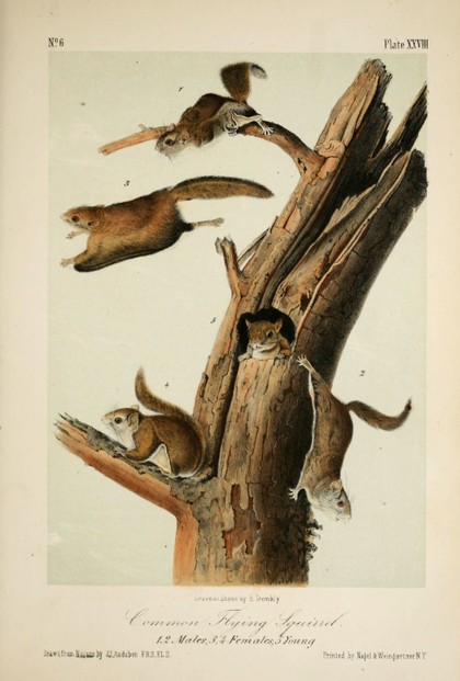 J.J. Audubon, The Quadrupeds of North America, Vol. I (1851), Plate XXVIII, opp. p. 216