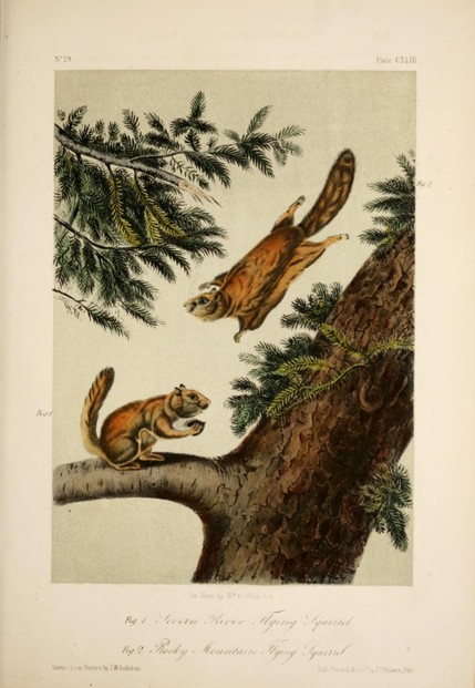 J.J. Audubon, The Quadrupeds of North America, Vol. III (1851), Plate CXLIII, opp. p. 204
