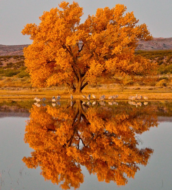 cottonwoods and sandhill cranes; Bosque del Apache National Wildlife Refuge, Socorro County, central New Mexico