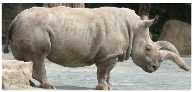 Colin Groves et al., "The Sixth Rhino," PLOS ONE 5(4), April 7, 2010, Figure 9